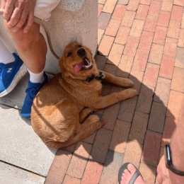 a dog laying by someones feet